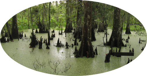 swamp.png
